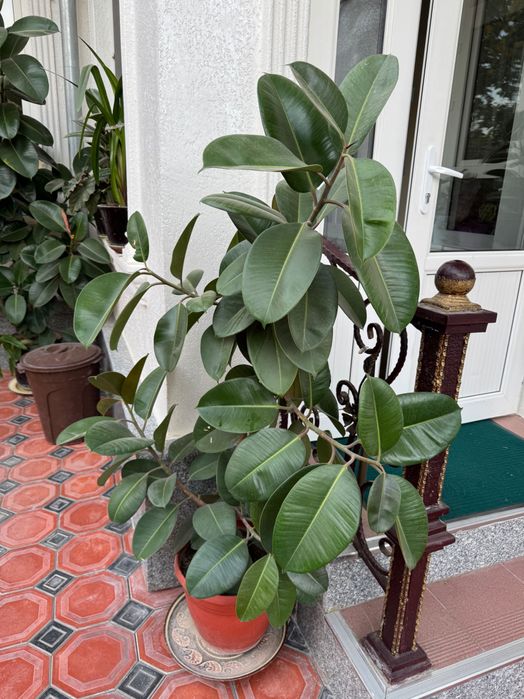 Фикус эластика, каучуковое дерево, растение для офиса и дома