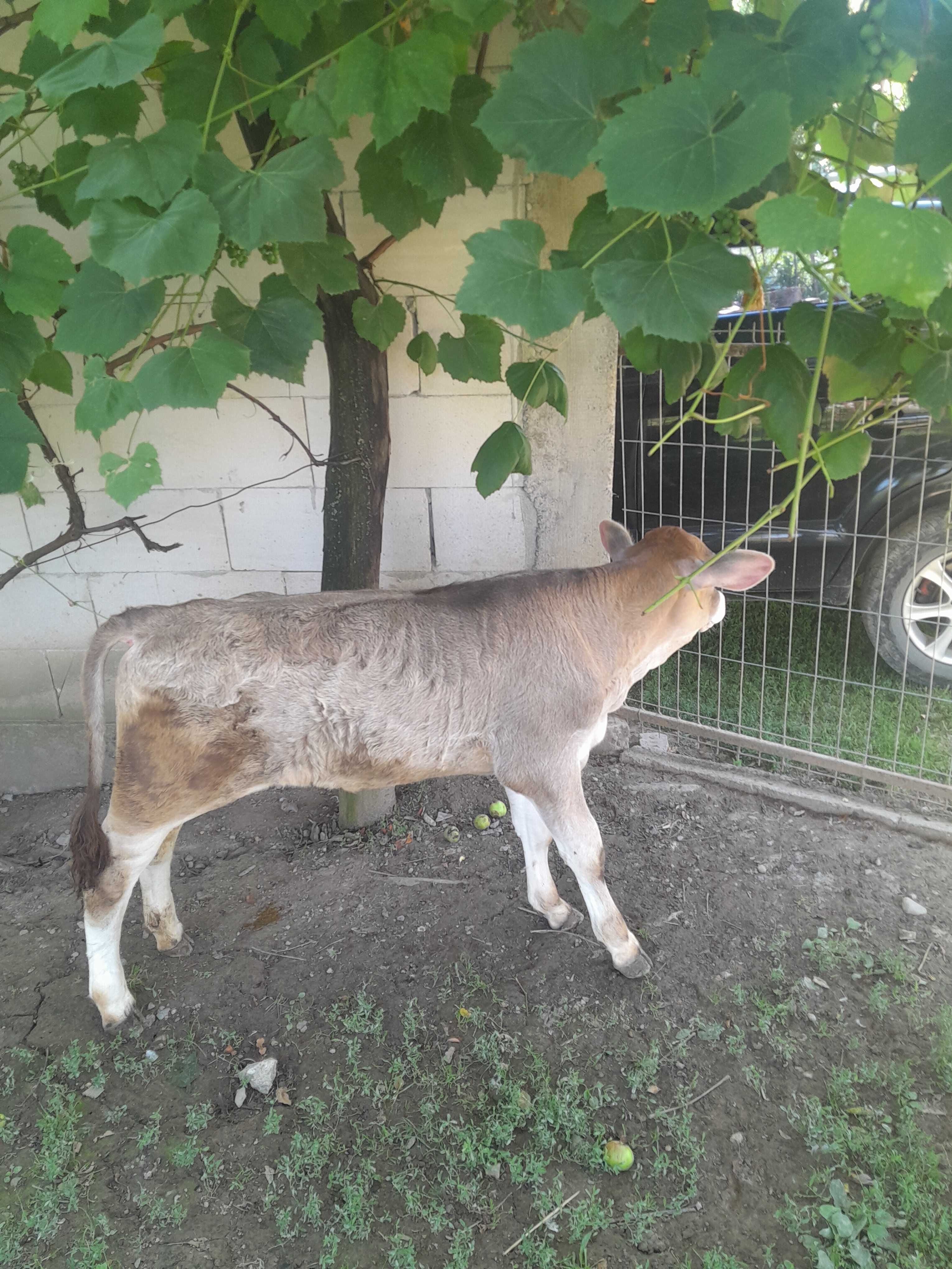 De vanzare vitea bruna