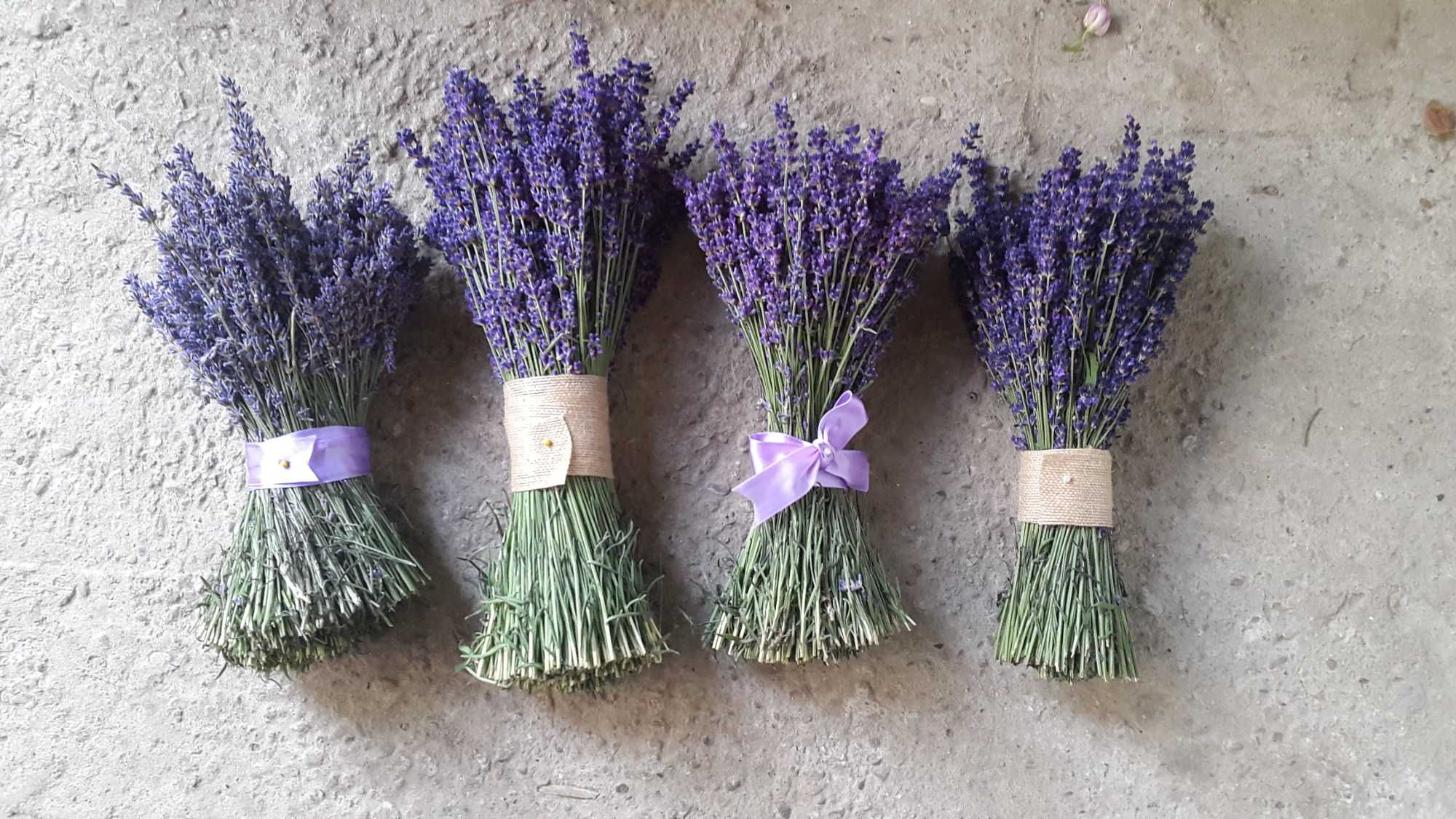 Vand lavanda verde 2025
