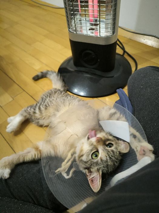 Трицветно женско коте търси дом