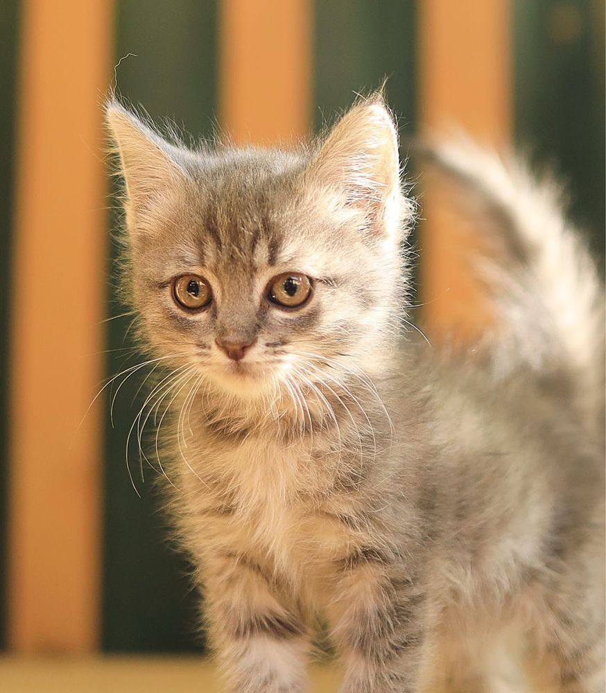 Котенок - девочка,  2 месяца
