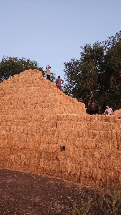 Продается сено горное