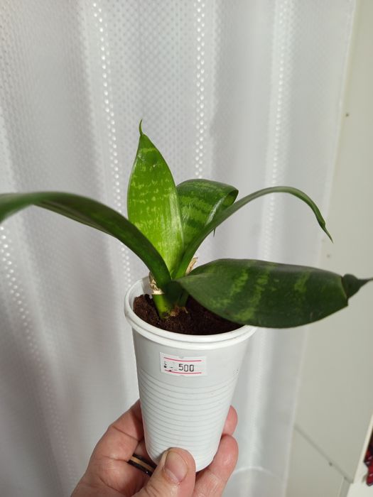 продам домашний цветок