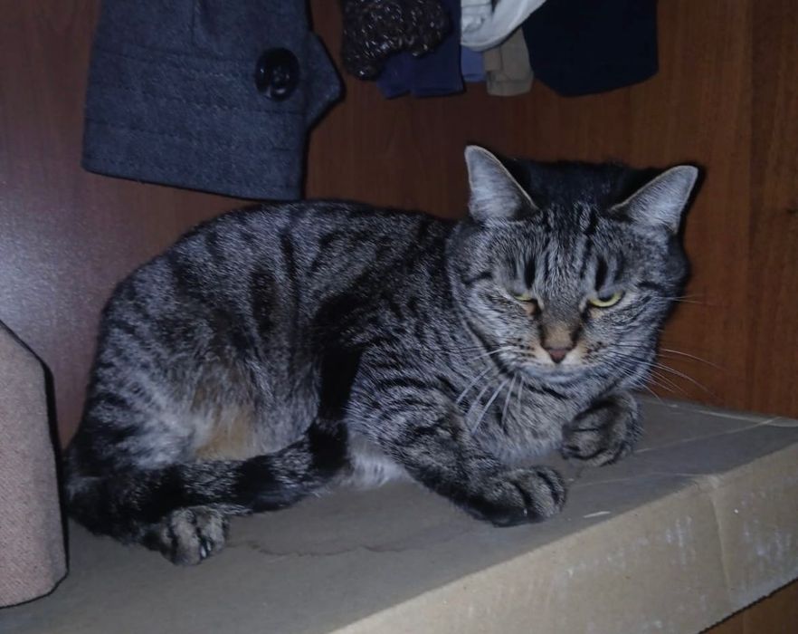 Кошка ищет доброго хозяина!