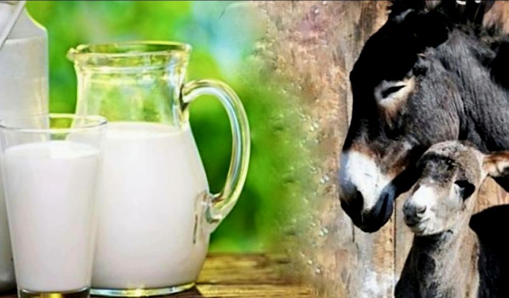 Vând lapte de măgărița