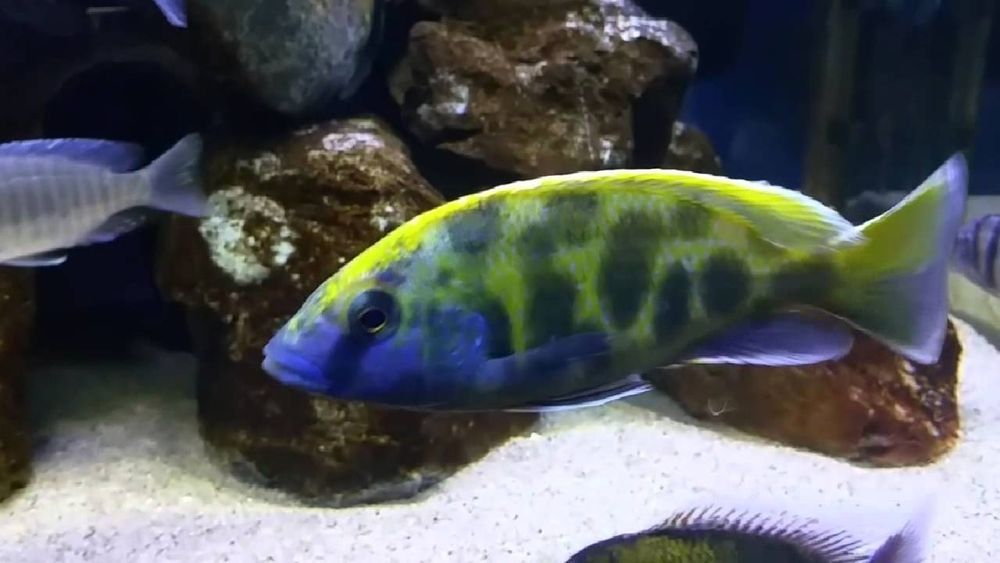 Продам малавийских цихлид