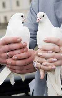 Бели гълъби за сватба