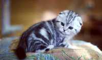 Продам шотландских мраморных котят