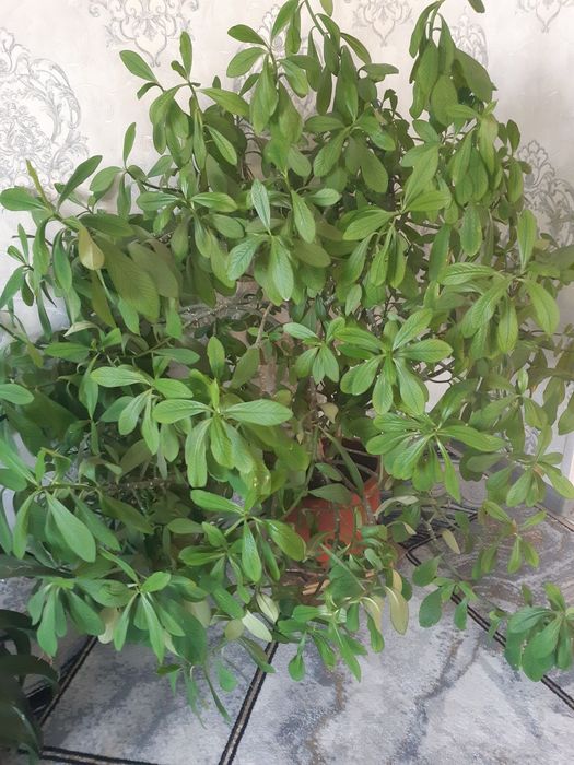 Gullar sotiladi.