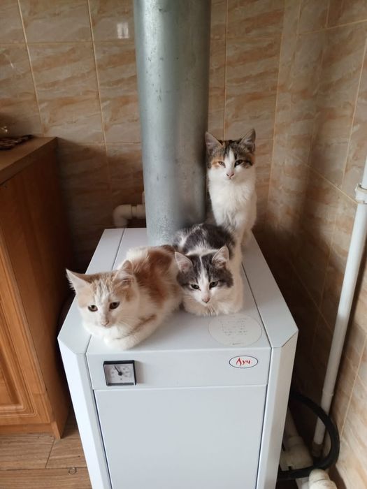 Отдам в добрые руки котят