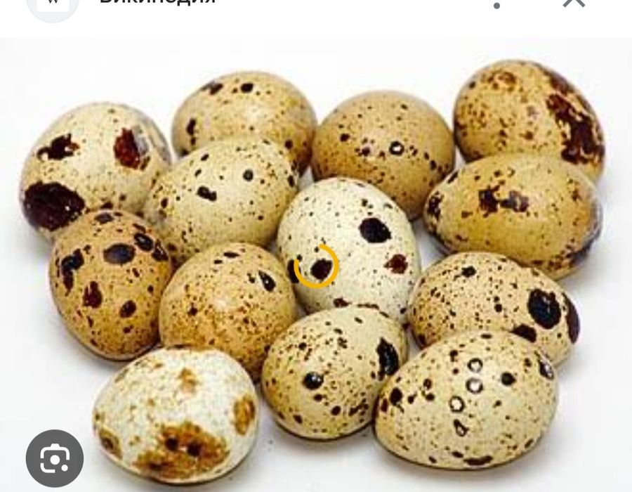 Продаю перепелинные яйца.