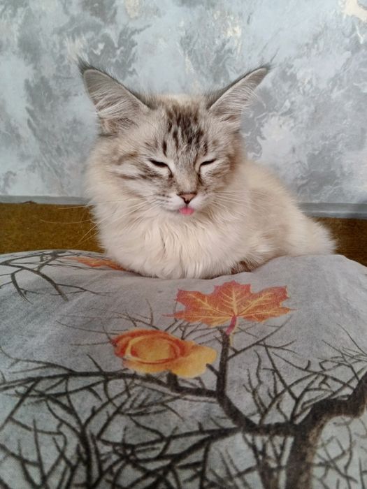 Мушук туретски ангора кизбола 1 йошу 4 ойлик факат яхши одамга бераман