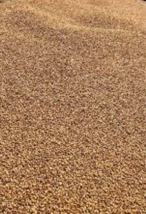 Vand grau recoltat 2025