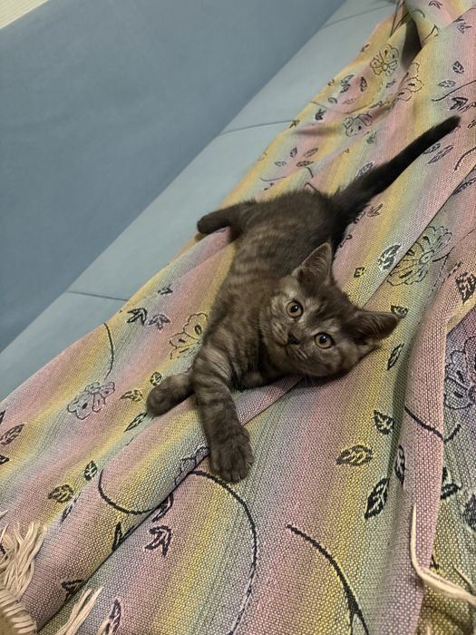 Британочка в хорошие руки