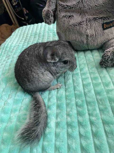 Шиншиллы маленькие девочка и мальчик 2 мес