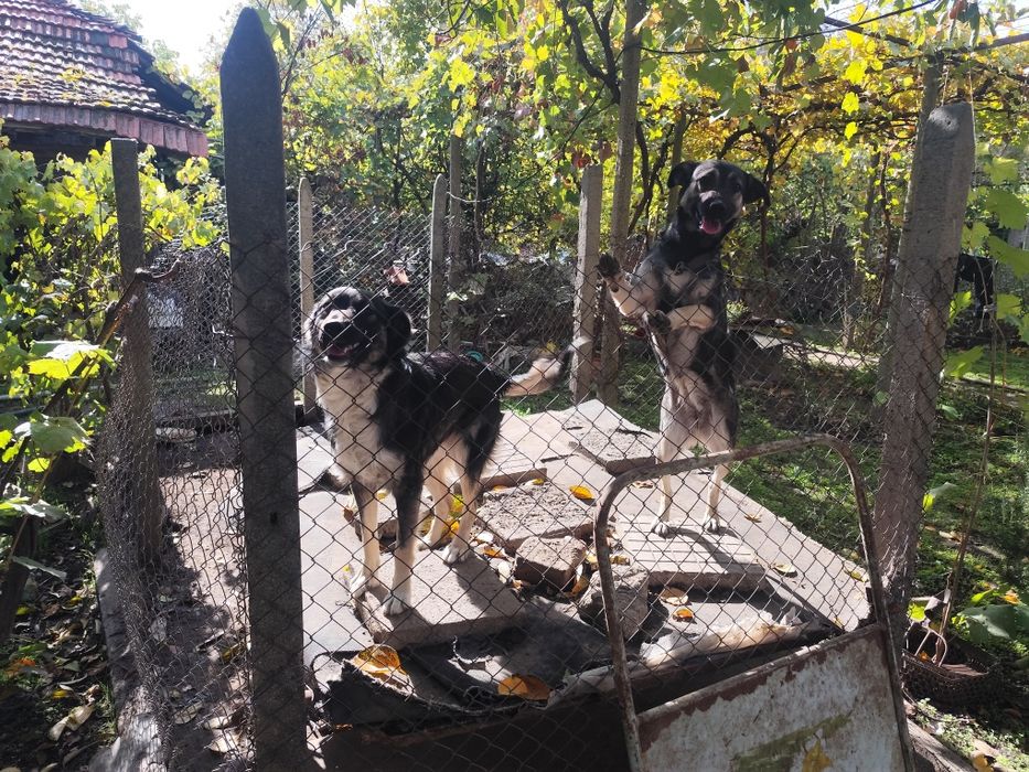 Подаряваме кученца