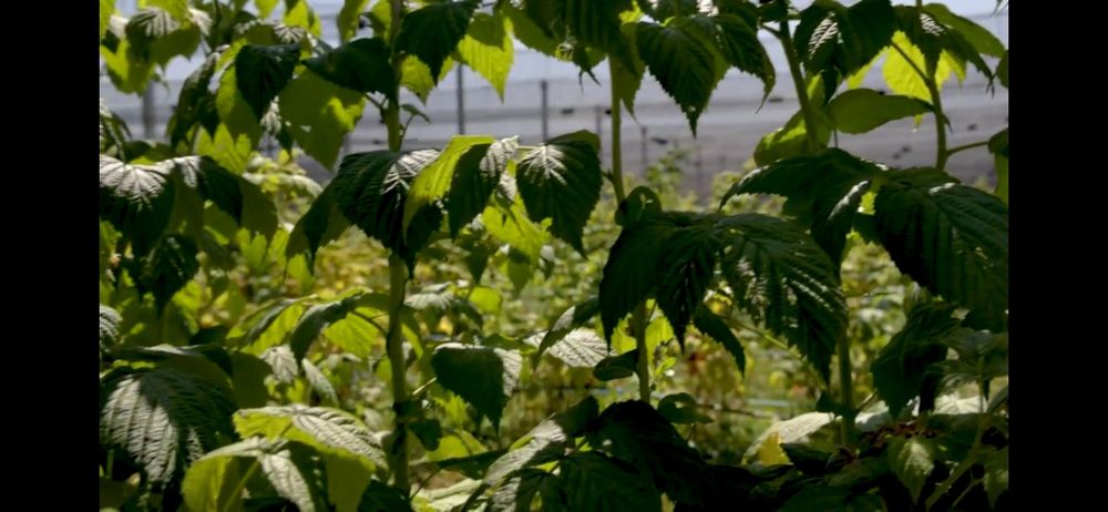 Afacere plantatie fructe