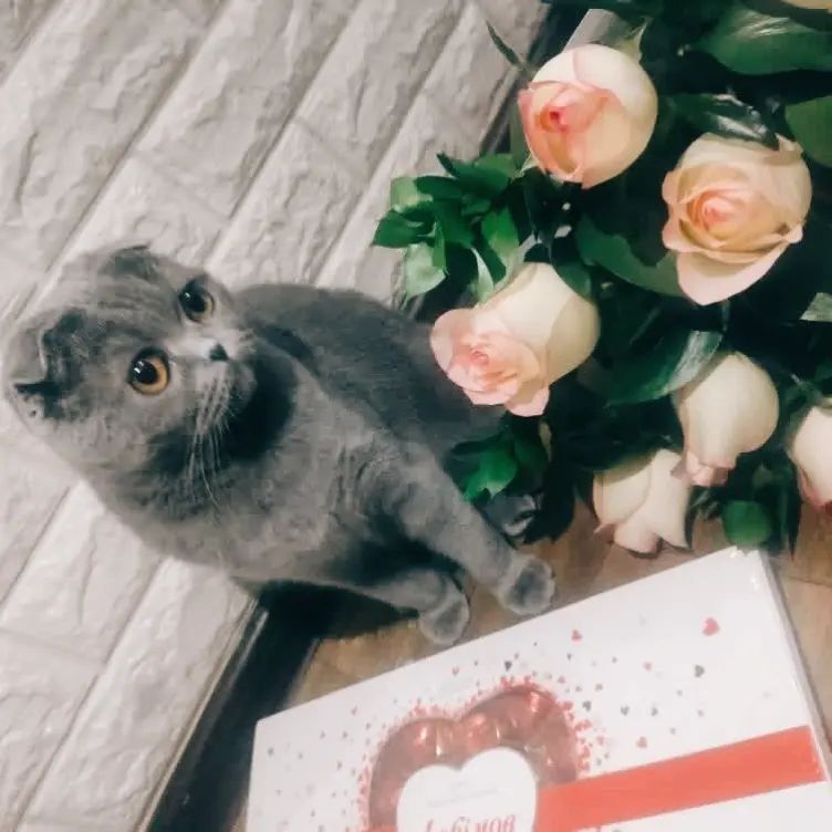 кошка на вязку скотиш фолд вислаухая