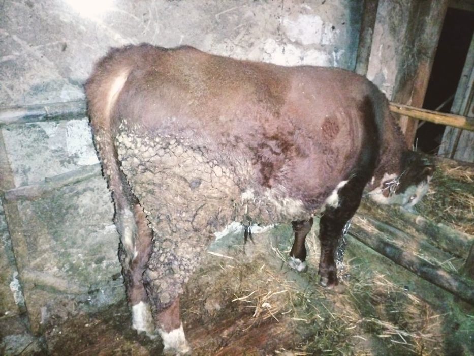 Продам белоголового бычка