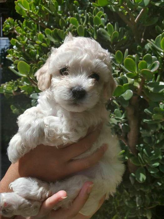 caniche poodle mini toy