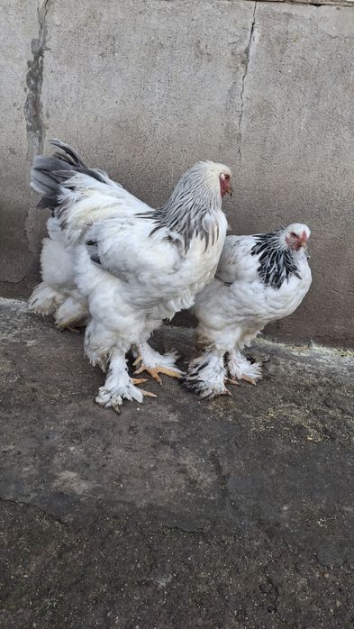 Vând familie 2+1 brahma HDA