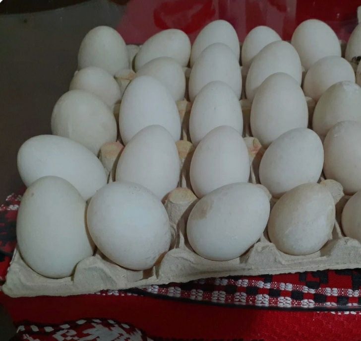 Ouă rate pt.incubat