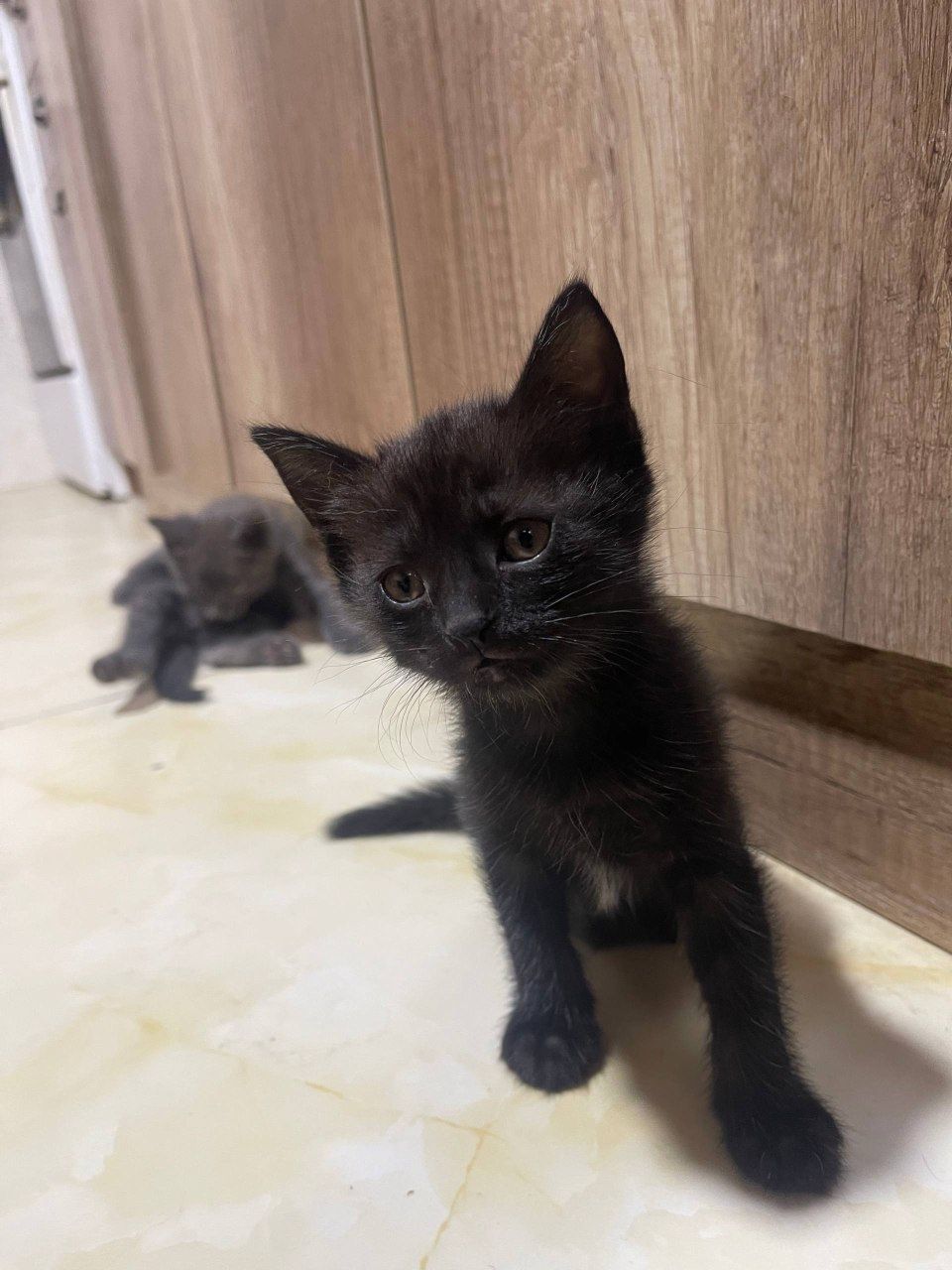 Котики и их мама
