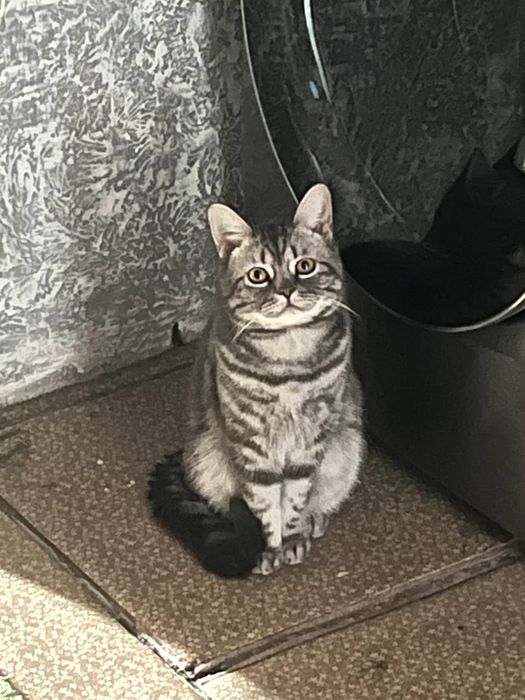 Вяска! Кот по кличке "Кит "ждёт