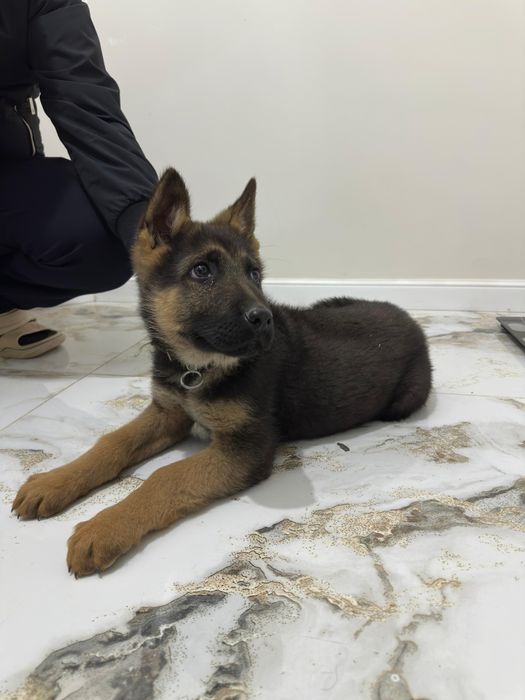 Читокровный щенок немецкой овчарки