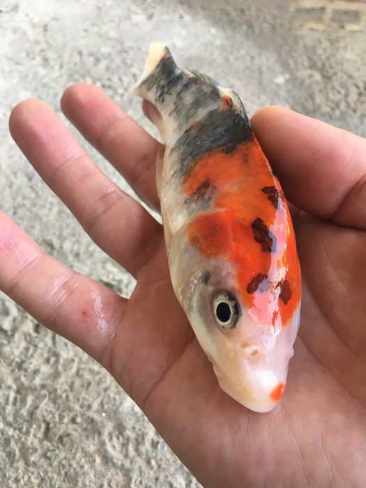 Рыбки для пруда ховуз учун баликлар коя кои