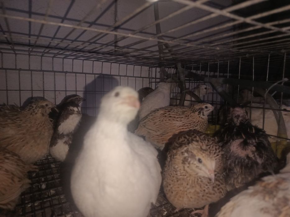 Oua de prepeliță