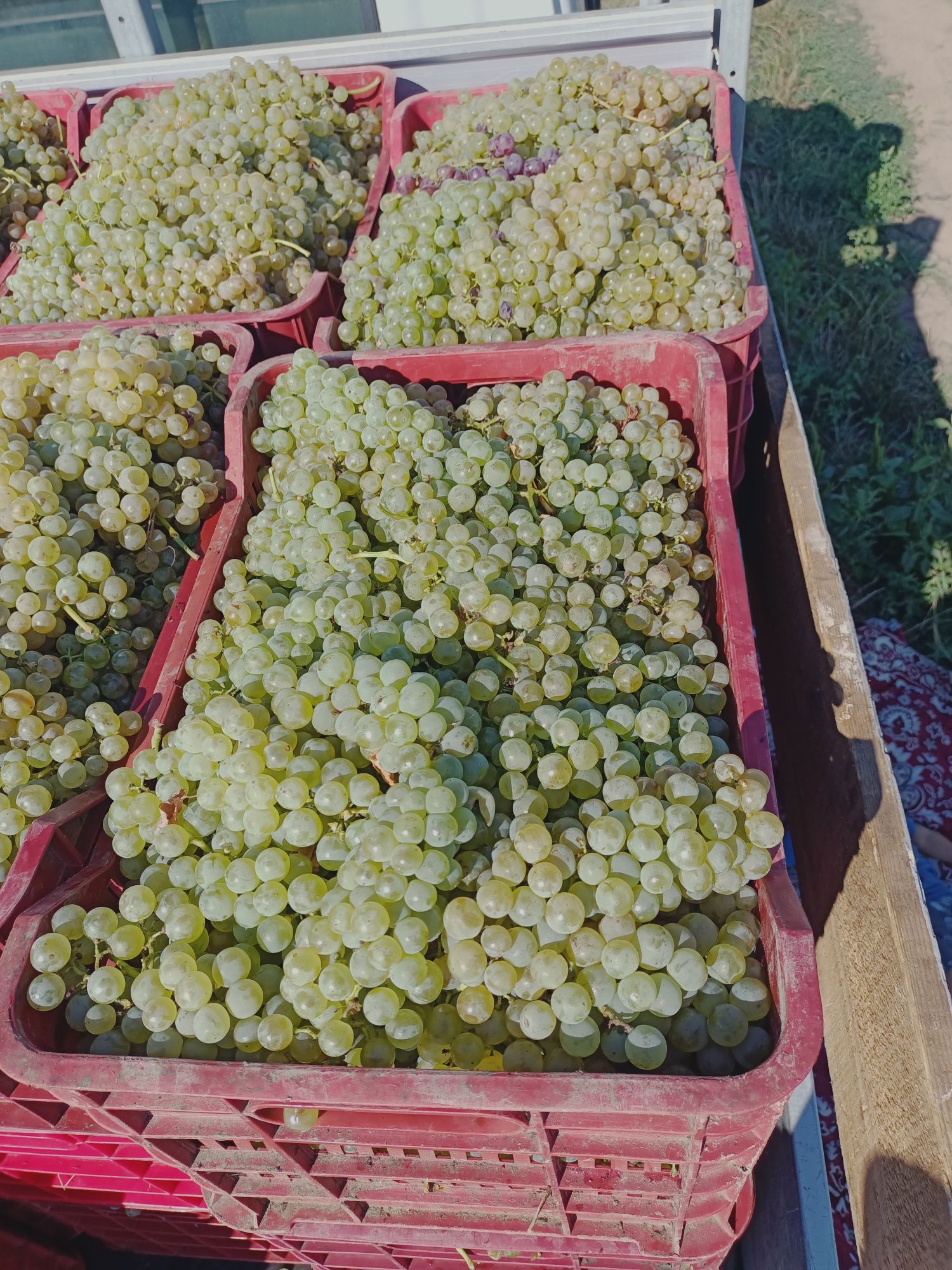 Struguri de vin diferite soiuri fetească regală resling galbena Odobeș