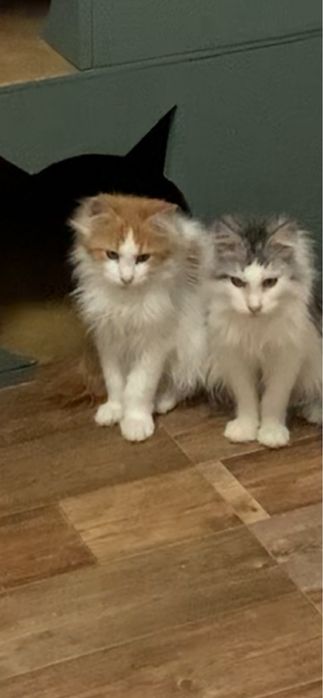 Малышки мальчики мейнкун с родословными