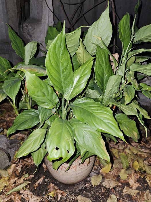 Комнатные растения для дома и офиса