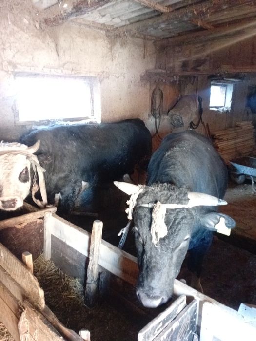 Хорошие аппетит мощный