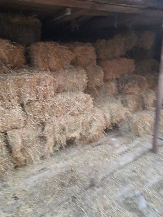 Baloti lucerna de vanzare