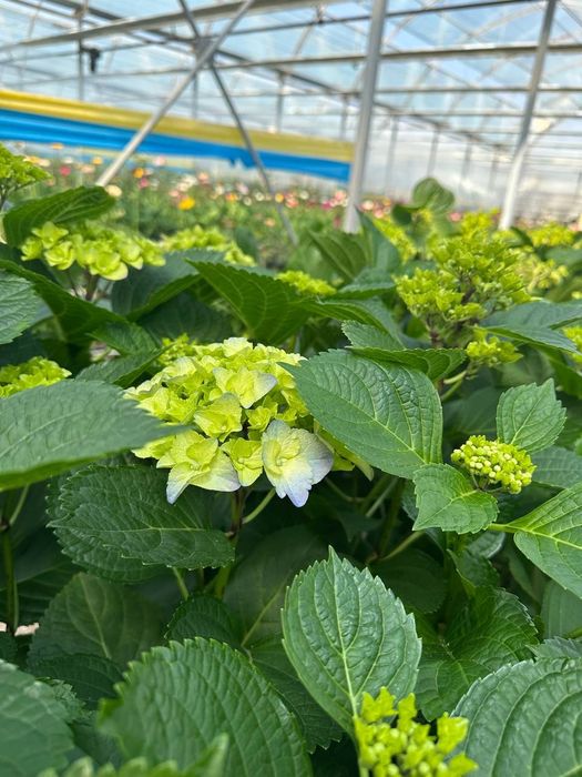 Продаем гортензии в горшках – напрямую с плантации! 

Ищете красивые