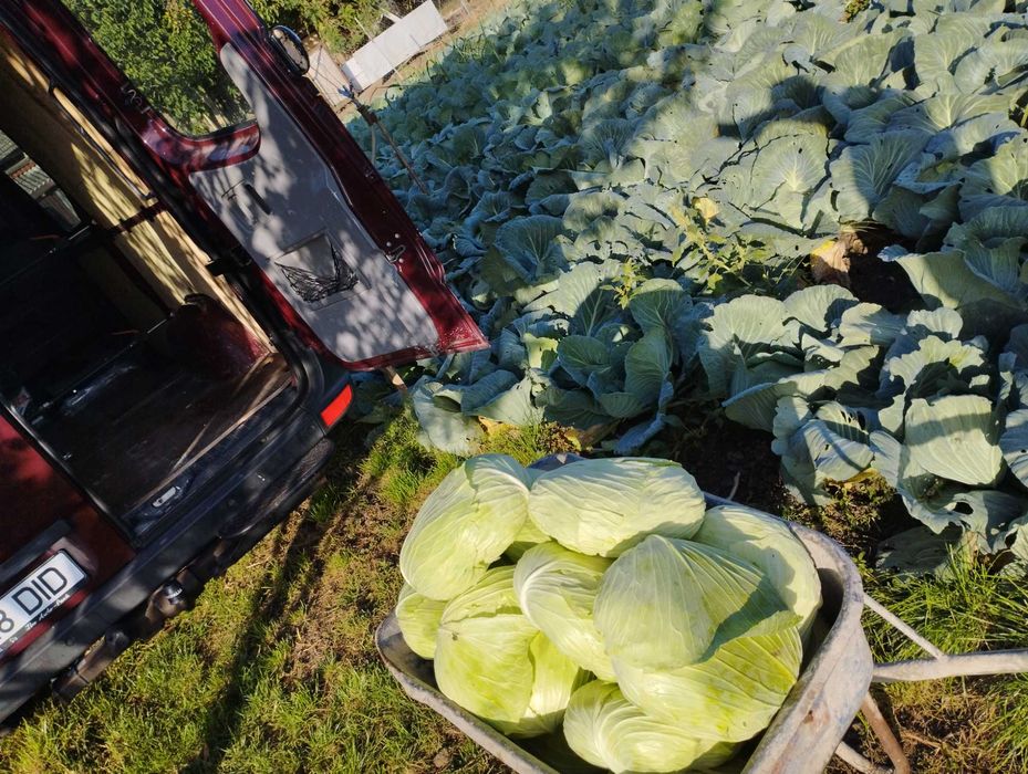 Varză plată de toamnă