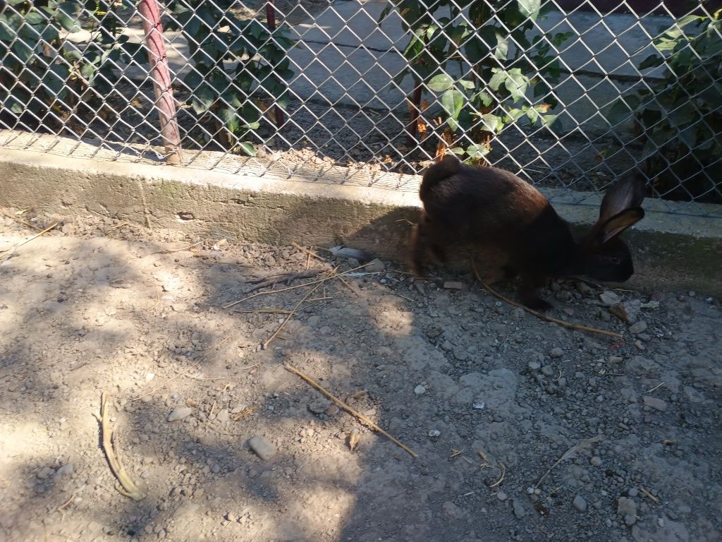 Iepurași diferite culori