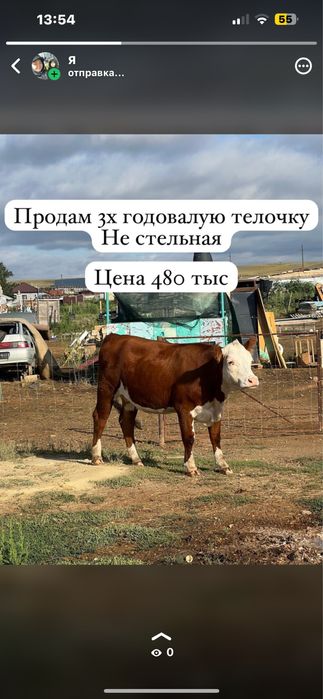 Продам телочку 3хлетка