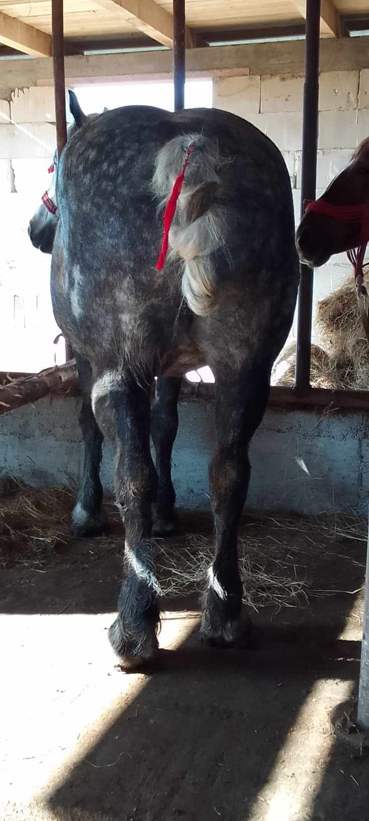 Iapa de vanzare de 6ani gestanta iapa este blanda proba la fata loculu