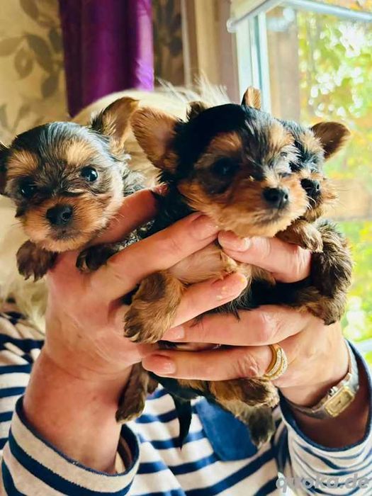 Pui Yorkshire Terrier disponibili