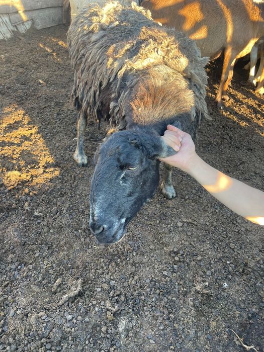 Овцаматка хороши жирный