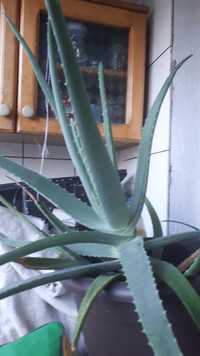 Aloe Vera (barbadensis) pentru uz terapeutic (planta are 4 ani)