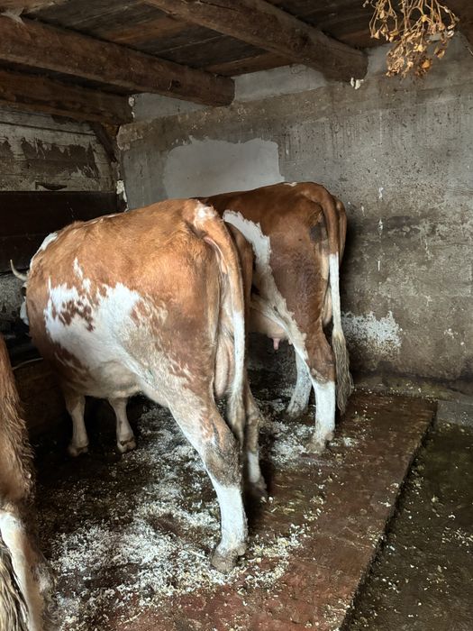 Vand jurinci baltate