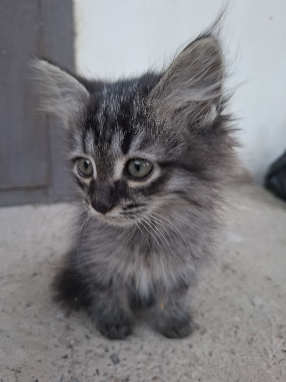Бесплатно отдам котят в добрые руки