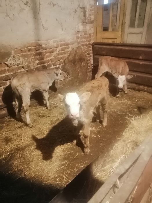 Продавам месодайни сукалчета.