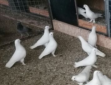 Гълъби Бели Мардини