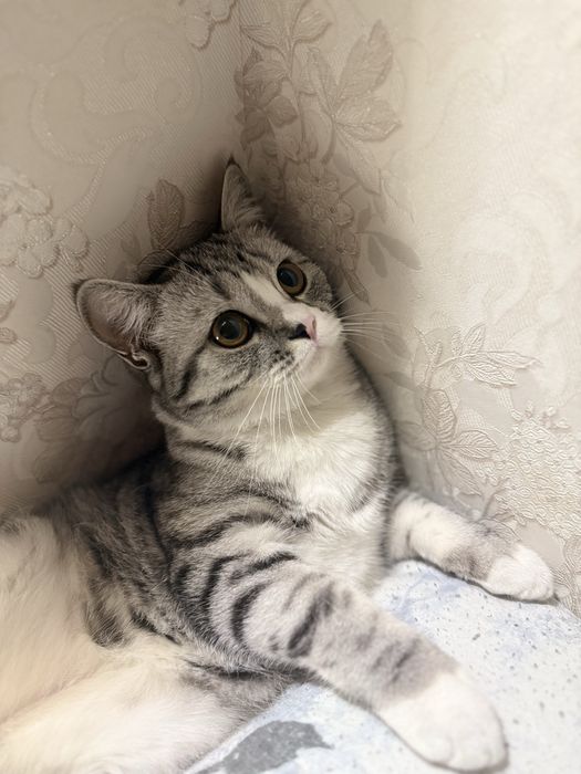 Мраморная шотландка скоттиш страйт