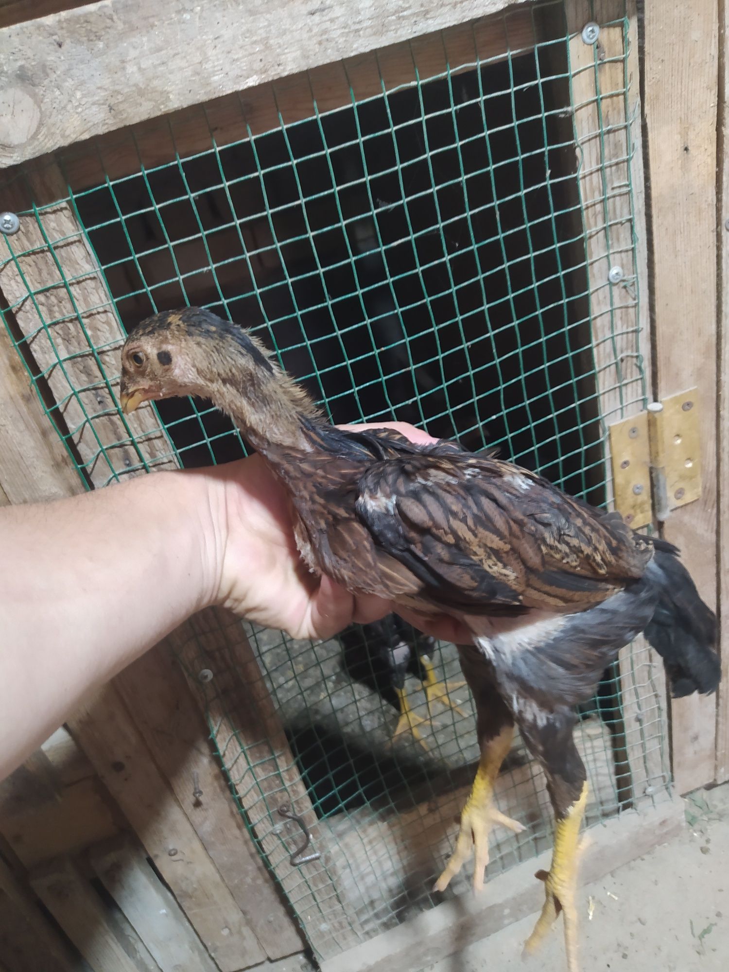 Dakan joʻjalar sotiladi 2 oyli